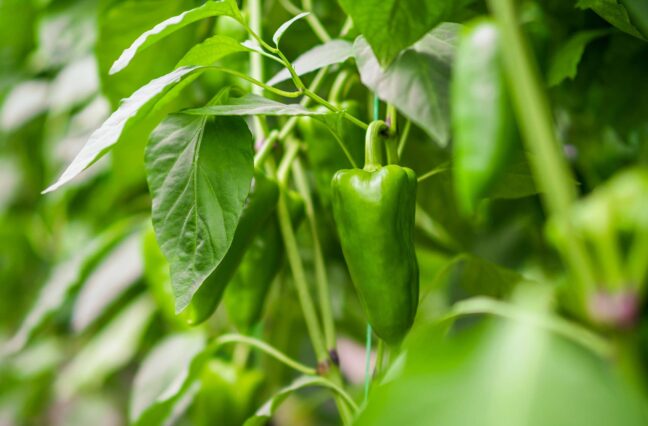 Especialidades e Bioferilizantes