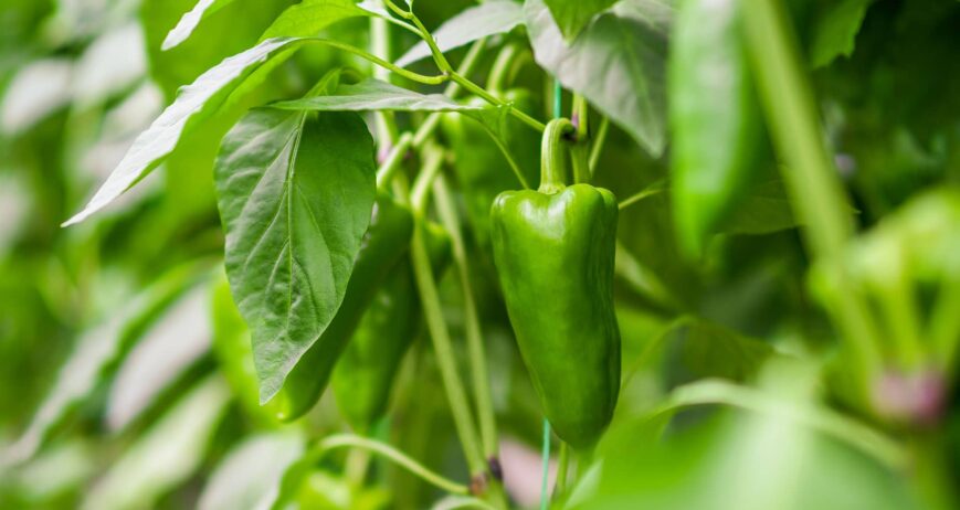 Especialidades e Bioferilizantes