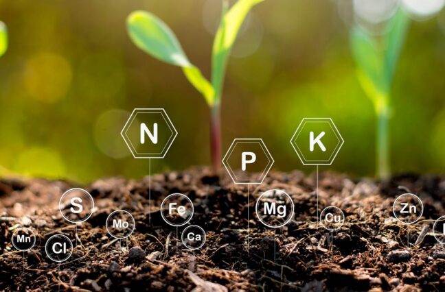Fertilizantes especiais: um setor em constante avanço